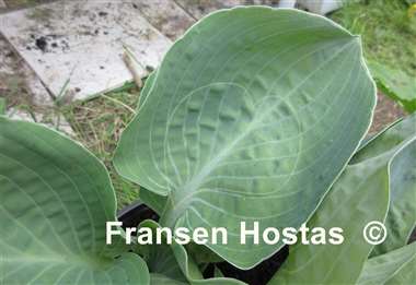 Hosta Mystic Star